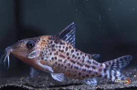 Coridora Punctatus Nanay