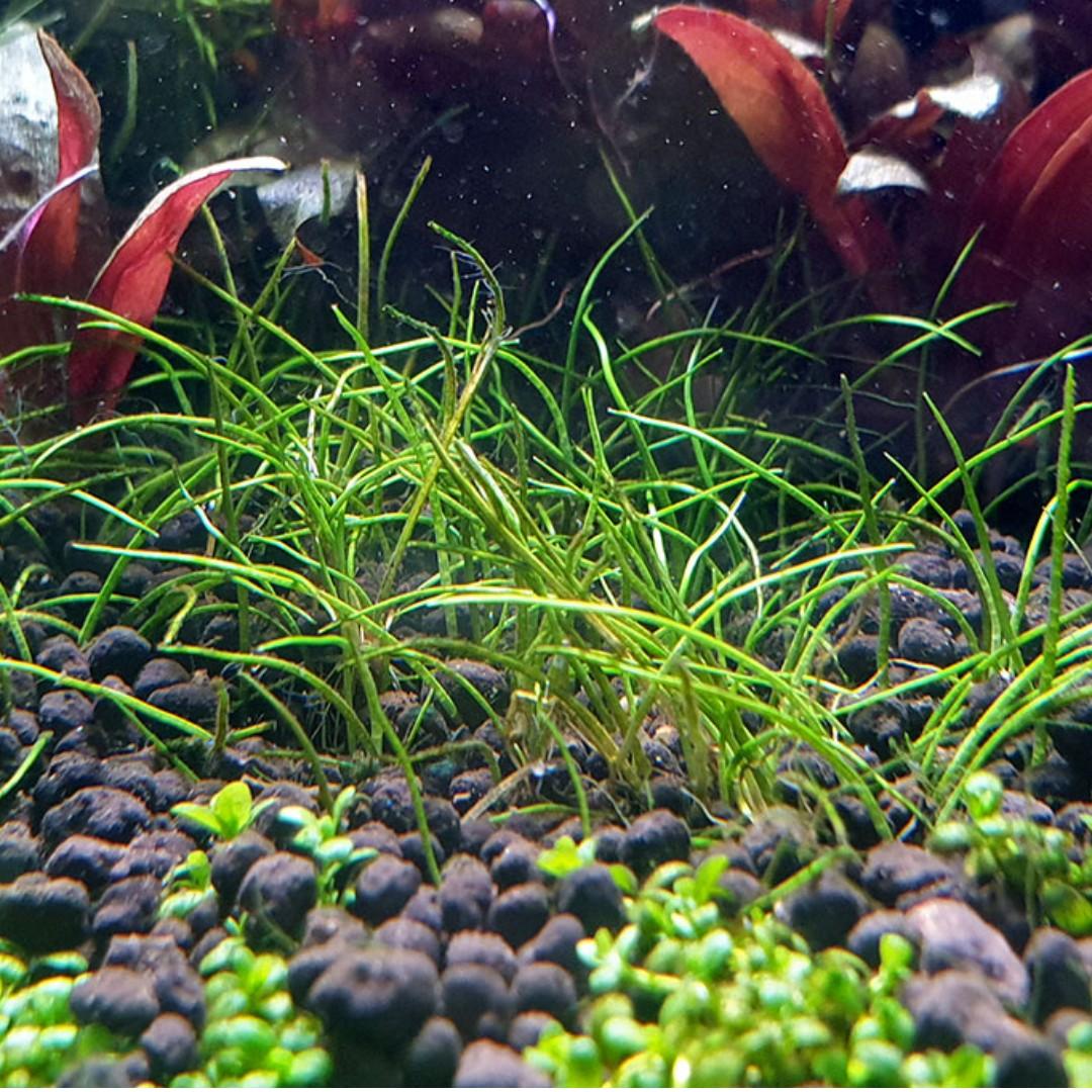 Eleocharis Japan