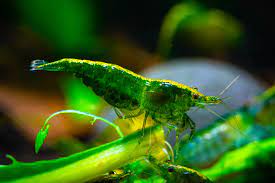 green jade shrimp