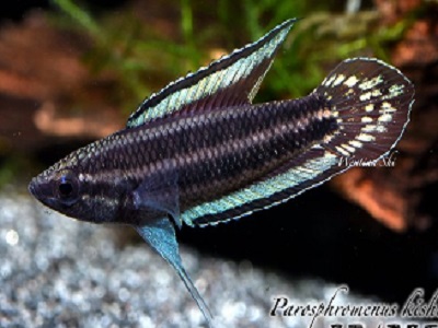 Gurami enano Azul