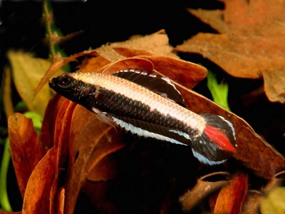 Gurami enano rojo