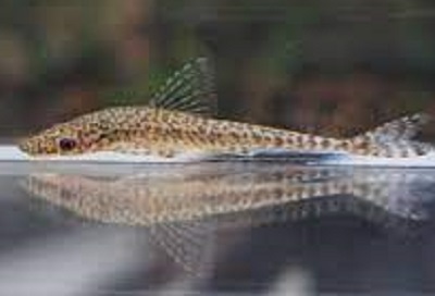 Hipoptopoma tigre