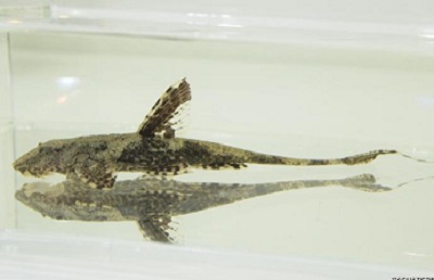 LORICARIA WHIPTAIL