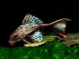 Pleco L095