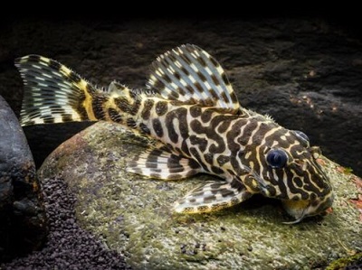 Pleco L134 Leopard Frog
