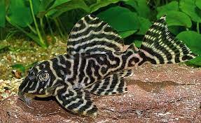 Pleco L66 king tiger