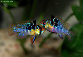 Ramirezi dark Electric Blue