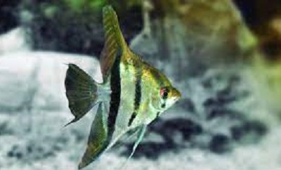Scalar Danthum