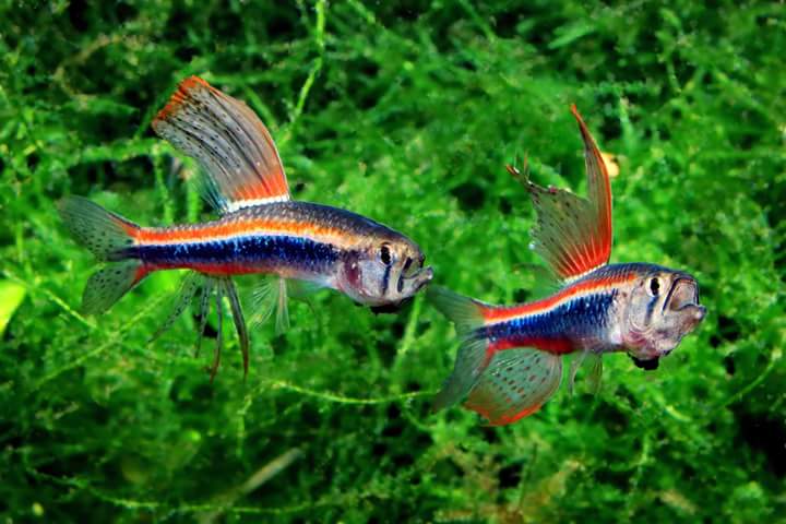 Tetra colibri