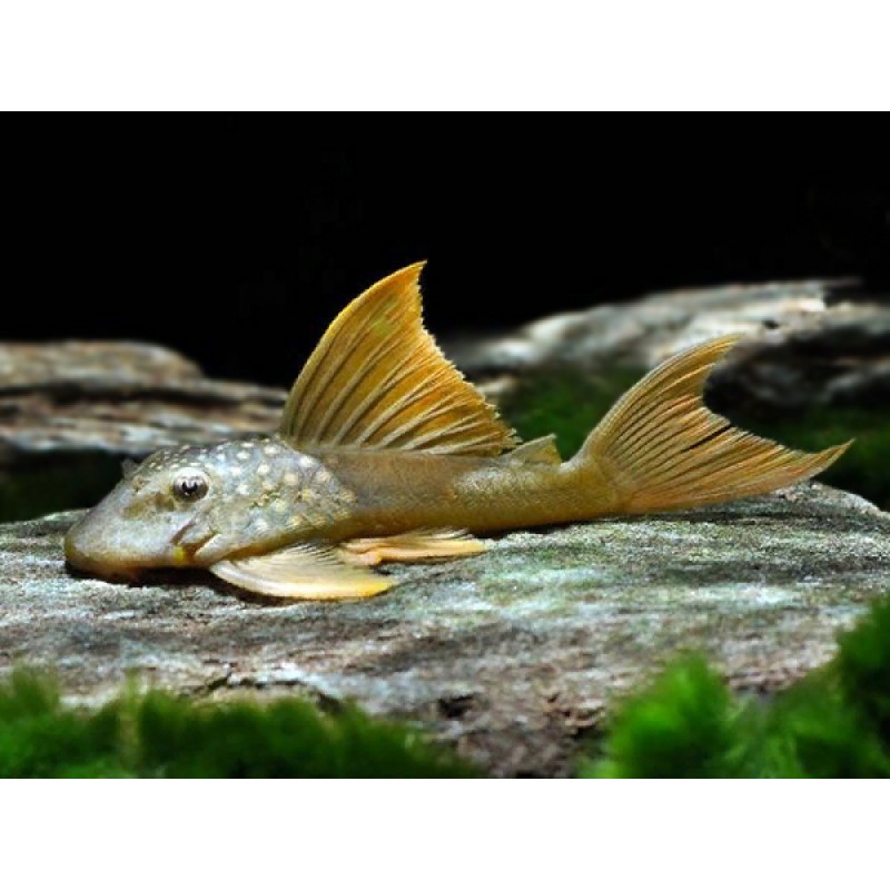 Pleco Lemon spoted L200