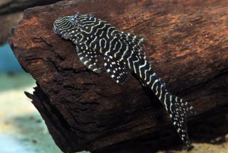 Pleco Tigre L257