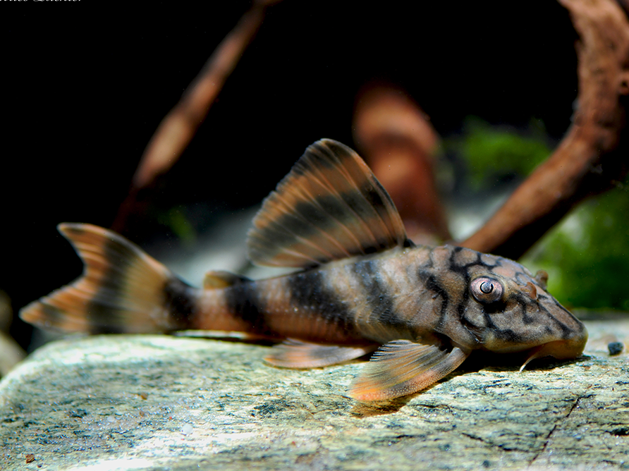 Peckoltia L135