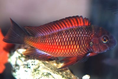 Tropheus "Moliro"