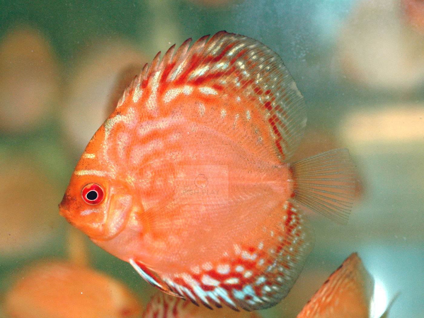 Discus pigeon Polkadot