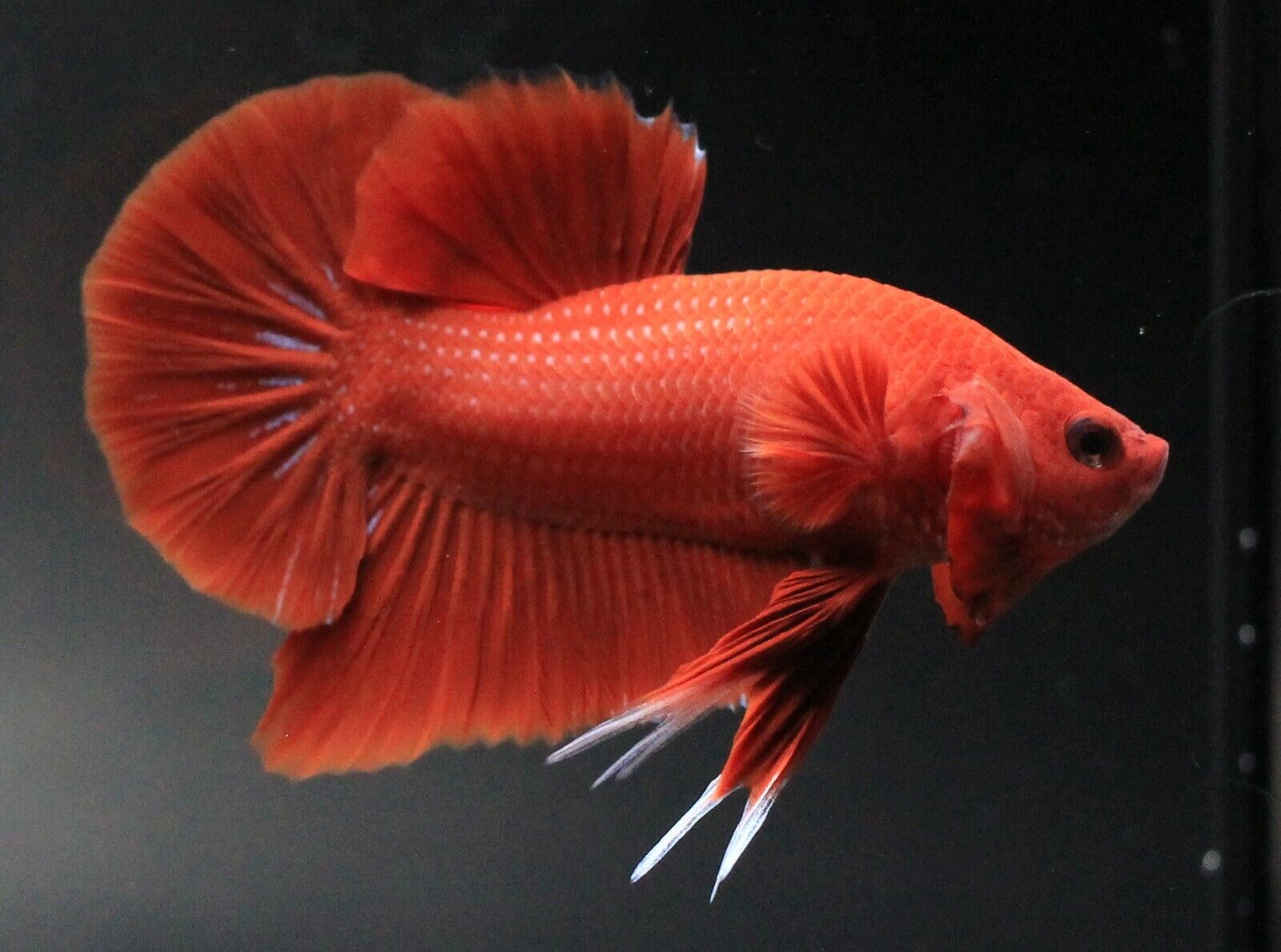 Betta HMPK Macho