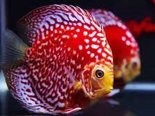 Discus Rafflesia Grado AA
