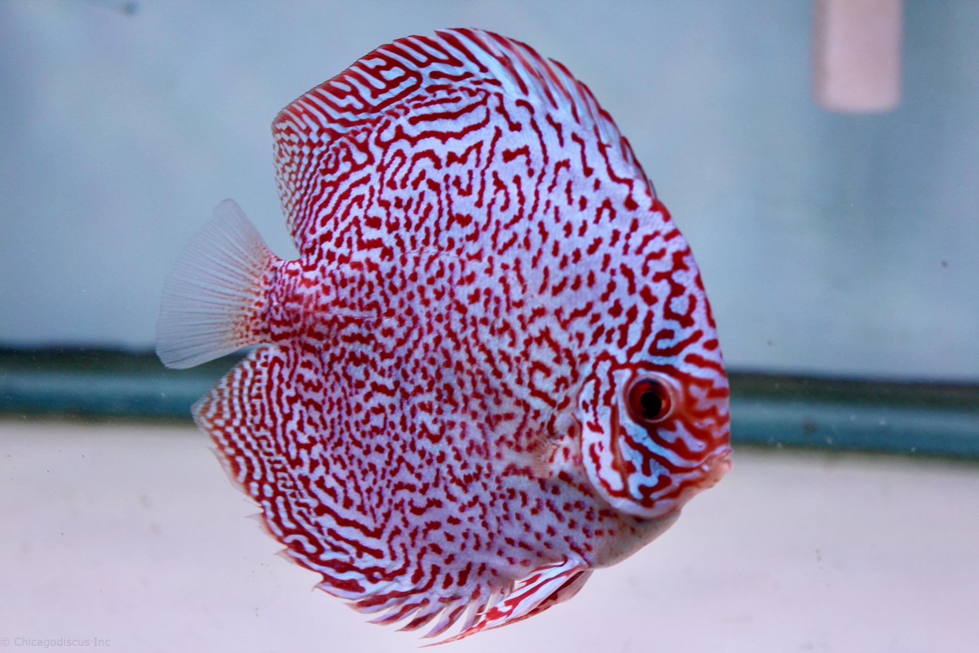 Discus Leopard Pantera