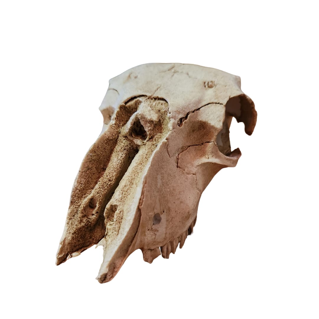 CRANEO OVEJA