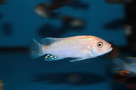 Pseudotropheus Zebra Full White