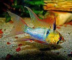 Ramirezi German Blue Velifero XL