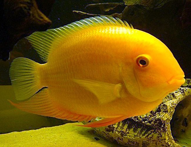 Severum Golden