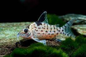 Brochis Ambiacus (Ex Coridora Ambiacus)