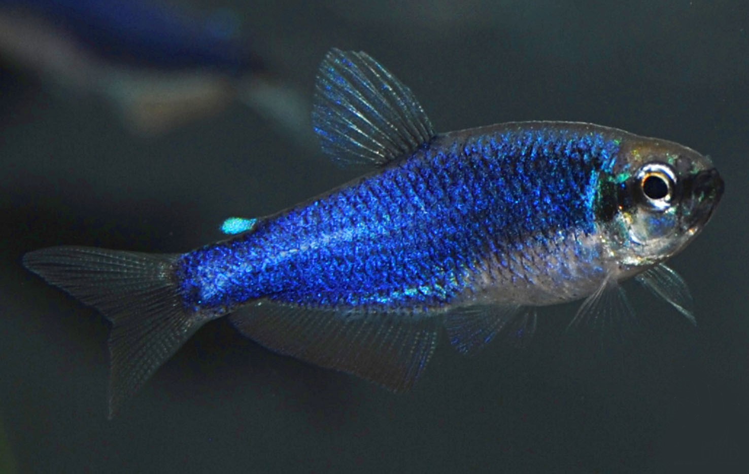 Tetra Emperador Blue Platino