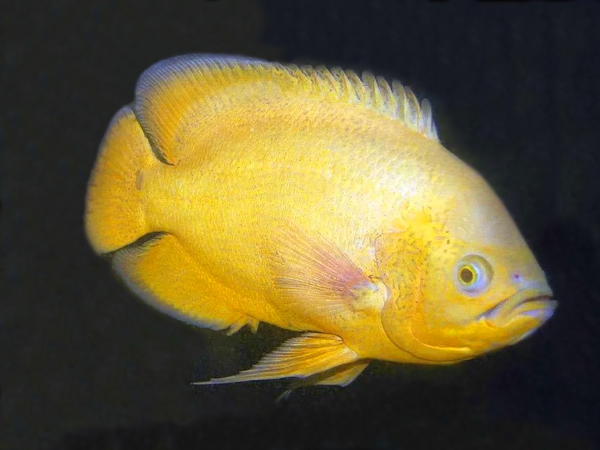 Astronotus Lemon