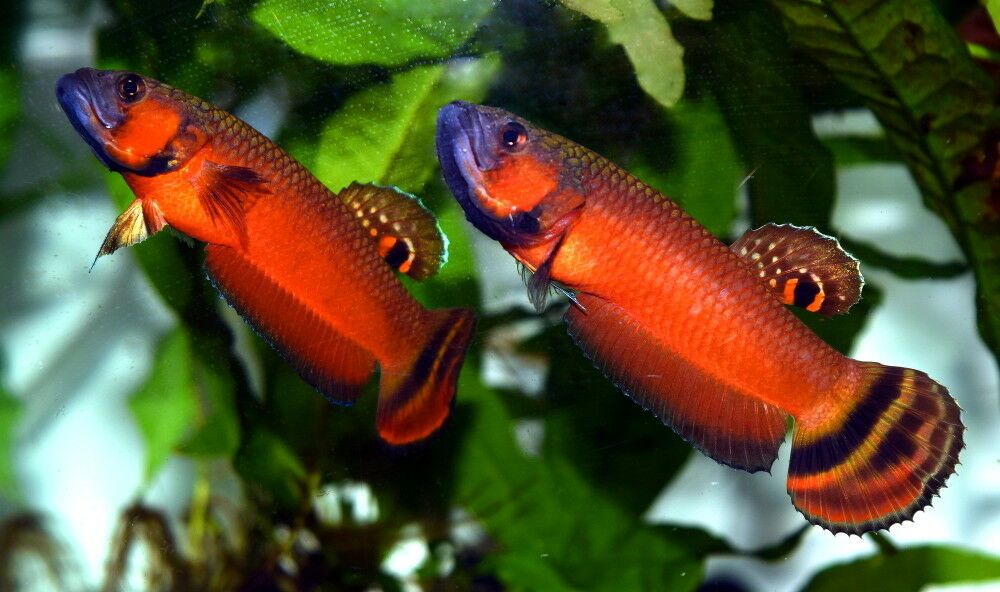 Betta Macrostoma Casal