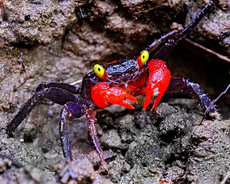 Cangrejo Yellow eye