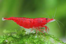Neocaridina Bloody Mary