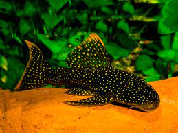Pleco L067 Asurini