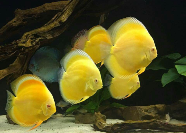 Discus Golden Albino