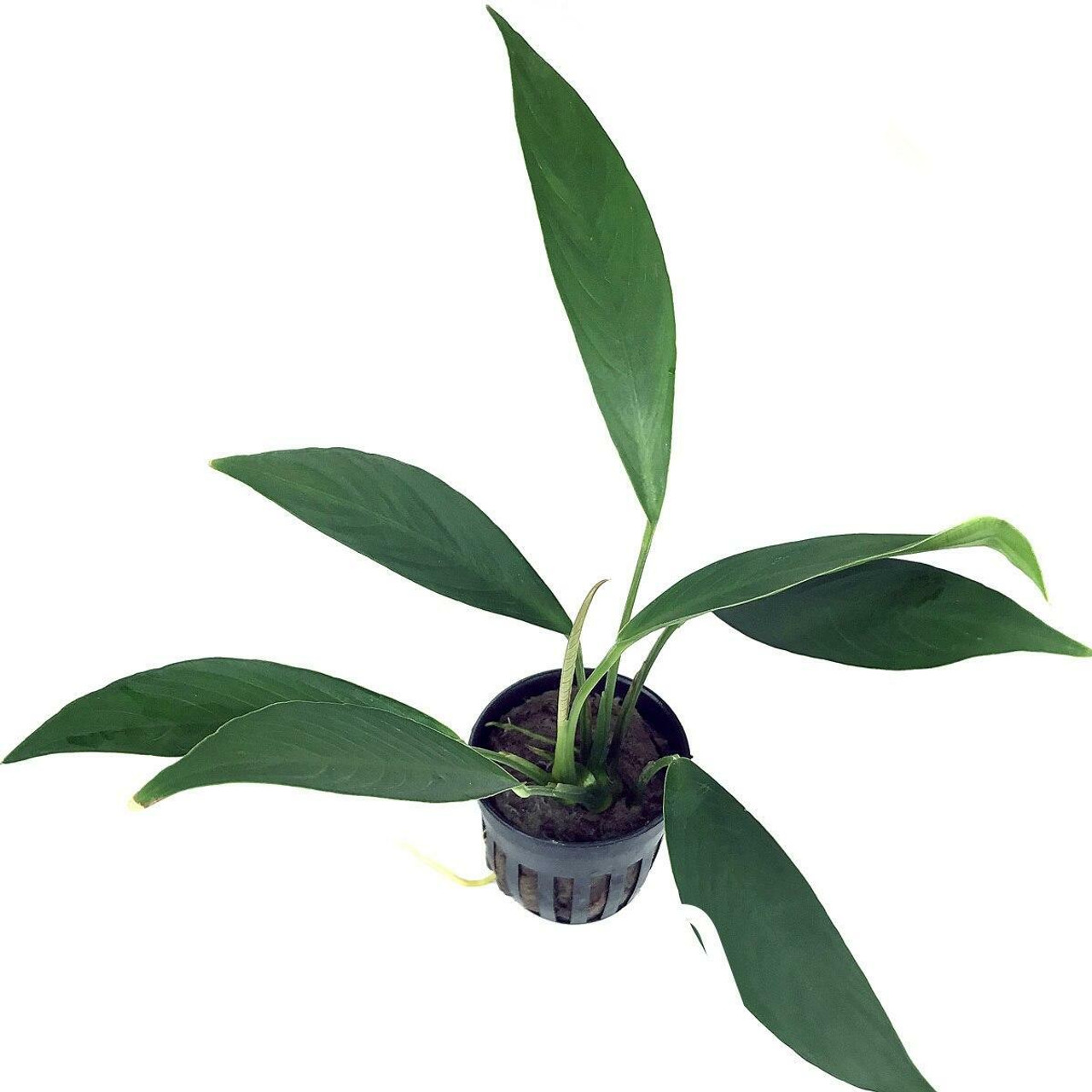 Anubia barteri Glabra