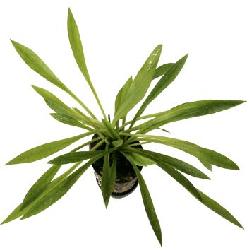 Helanthium Bolivianus (Echinodorus Latifolius)