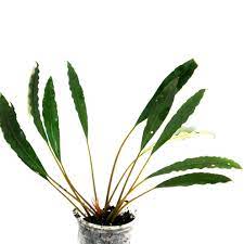 Bucephalandra Minotauro
