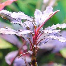 Bucephalandra Pink Martini