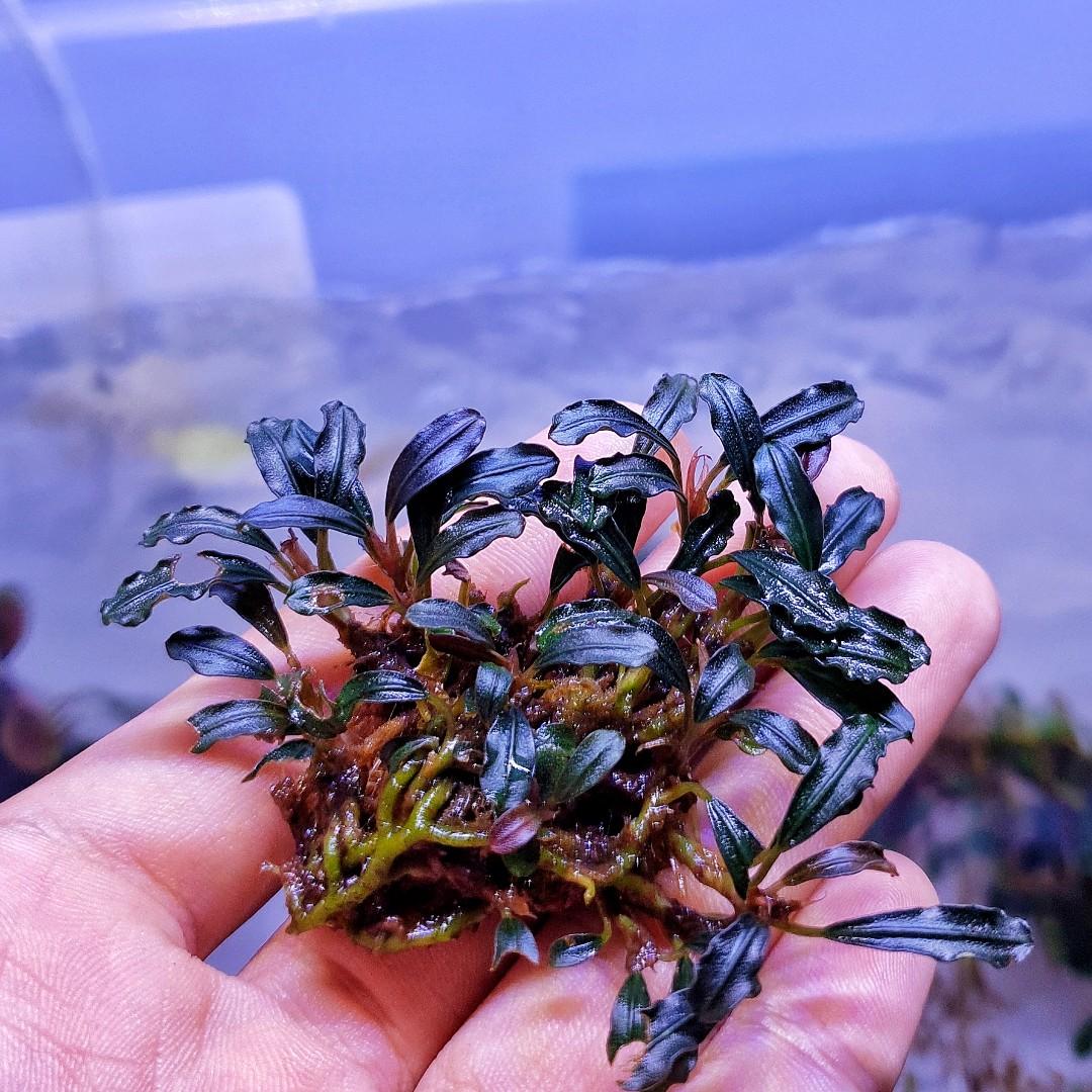 Bucephalandra Brownie Fire Bird