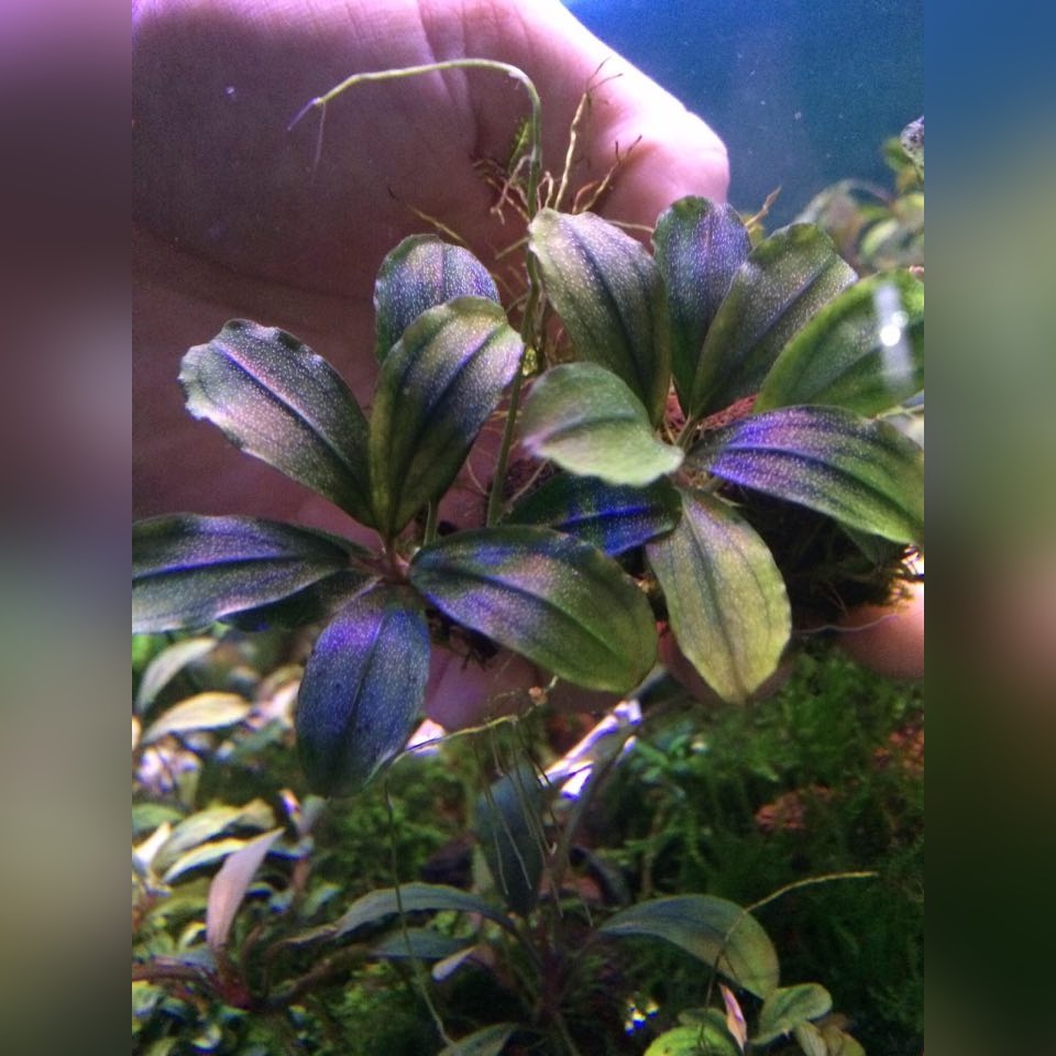 Bucephalandra sp Bonti