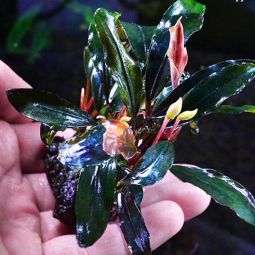 Bucephalandra Nango