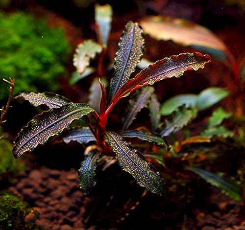BUCEPHALANDRA GODZILLA B3