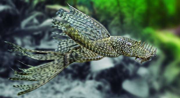 Ancistrus Negro Velifero