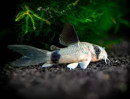 Hoplisoma Panda Velifera (Ex Coridora Panda)