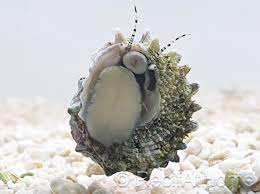 Caracol estrella