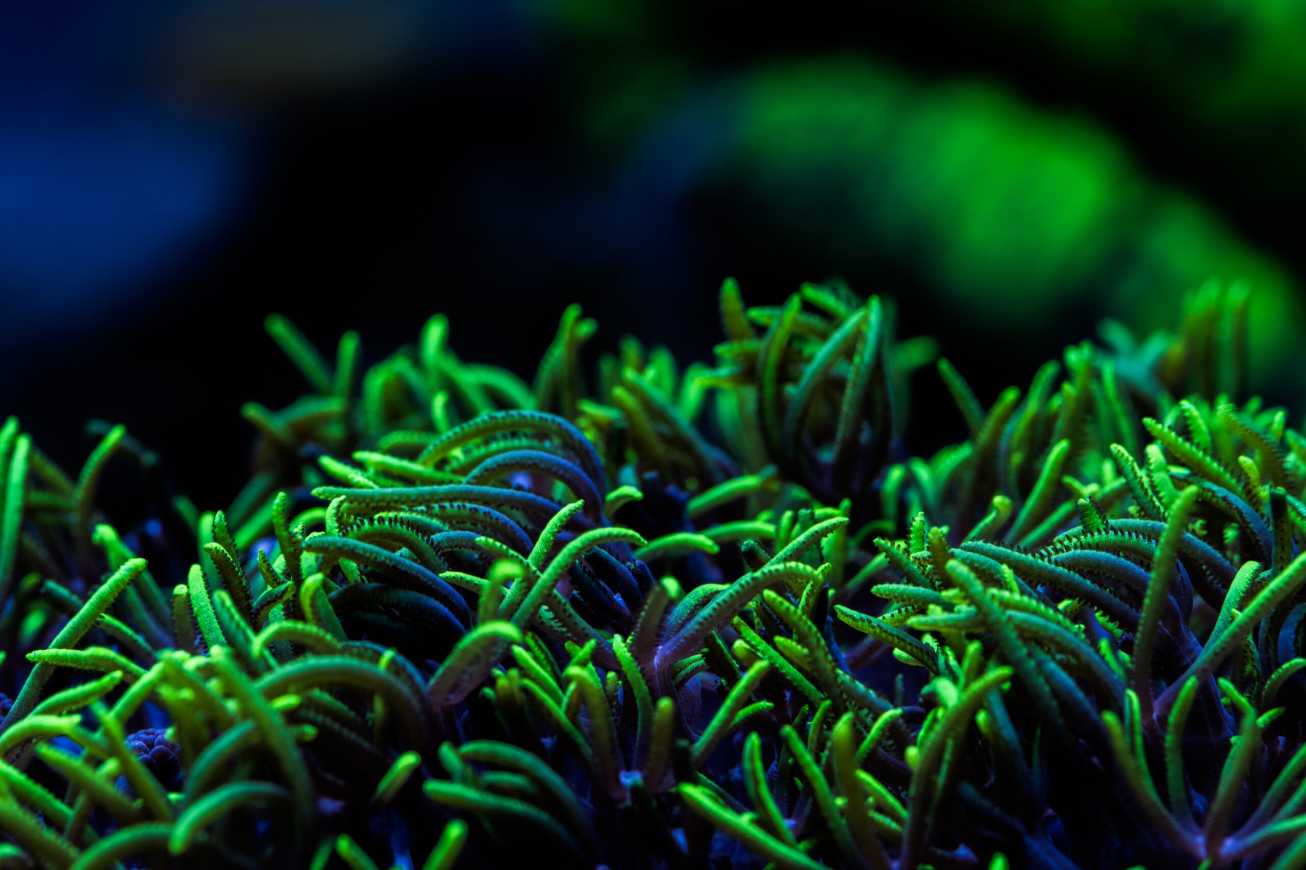 Pachyclavularia Green Neón