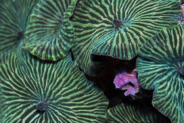 Actinodiscus Green Bicolor