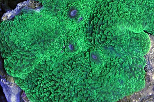 Rodactis mussoides Ultra green (Oreja de Elefante)
