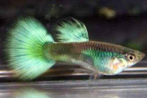 Lebistes Green Diamond Casal