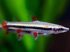 Pez Lapiz Trifasciatus