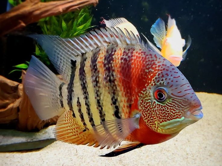Severum Curare